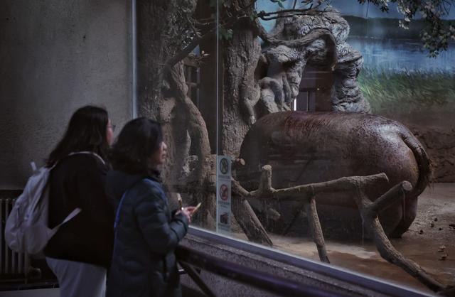 1月16日，北京动物园，游客在参观河马“犇犇”。  新京报记者 薛珺 摄