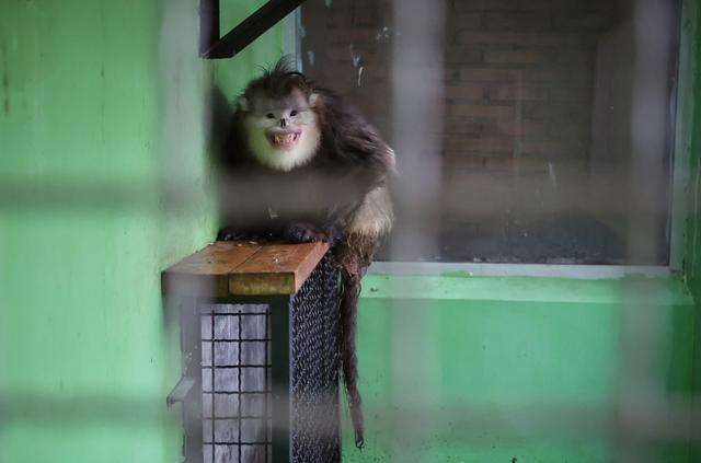 1月16日，北京动物园，“阿贵”住在单间里，看见饲养员后张大嘴呲着牙以示友好。  新京报记者 薛珺 摄