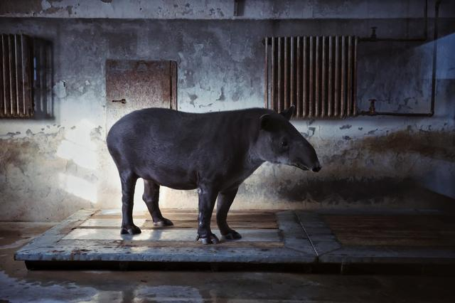 1月16日，北京动物园，编号“96-2”的中美貘在温暖的单间里，28岁的它已经步入老年。  新京报记者 薛珺 摄