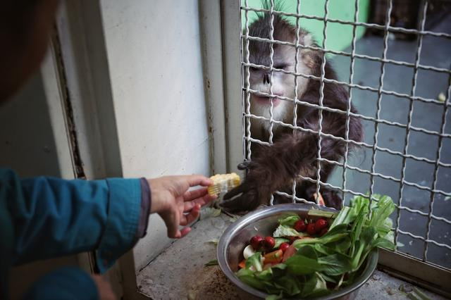 1月16日，北京动物园，“阿贵”伸手接饲养员递过去的玉米。  新京报记者 薛珺 摄