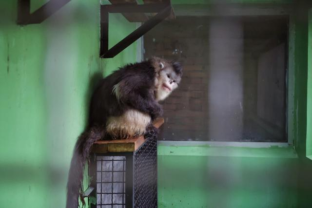 1月16日，北京动物园，滇金丝猴“阿贵”今年25岁了，它的动作变得有些迟缓，腰板也不如以前直了。  新京报记者 薛珺 摄