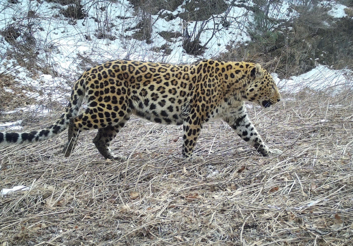 重磅策划·三山里的精灵③ | 华北豹,六盘山的"王者"!