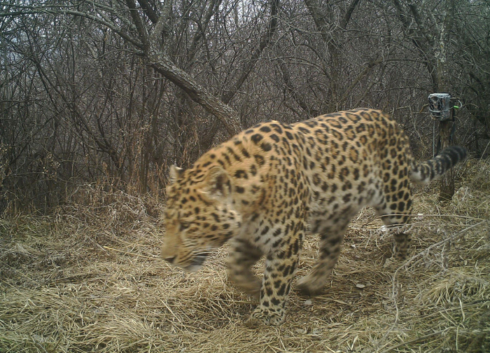 重磅策划·三山里的精灵③ | 华北豹,六盘山的"王者"!