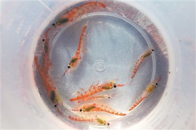 中国南极科考队获取的磷虾样品。新华社记者 刘诗平摄