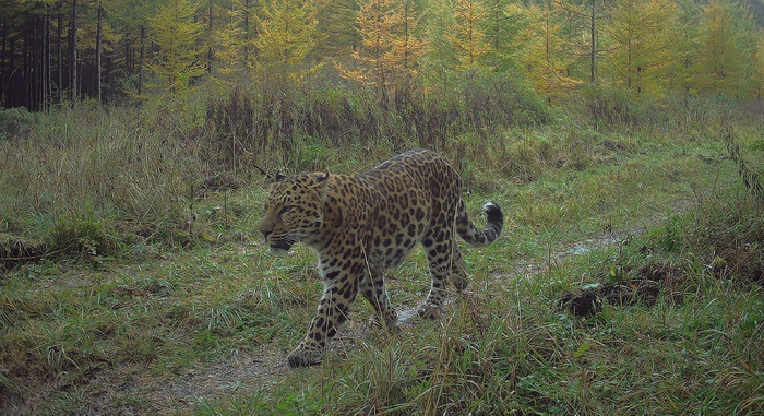 重磅策划·三山里的精灵③ | 华北豹,六盘山的"王者"!