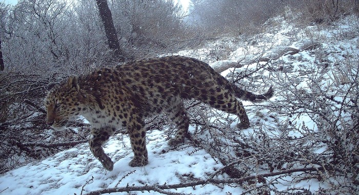 重磅策划·三山里的精灵③ | 华北豹,六盘山的"王者"!