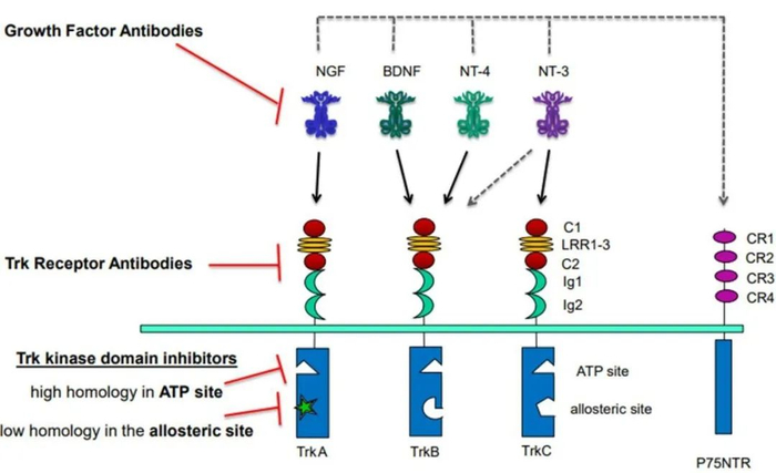 图2：TrkA抑制镇痛机理图