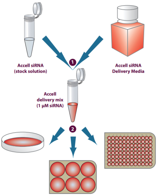 图注：Accell™ siRNA 操作步骤