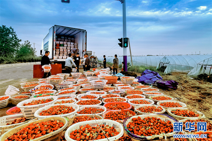   长丰草莓“乘”车远销。张忠建 摄