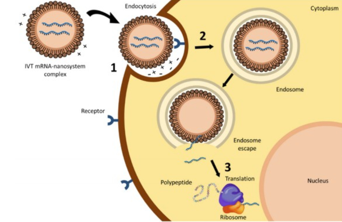 mRNA/LNP的递送原理示意图