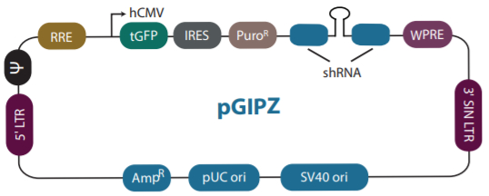 图注：GIPZ shRNA质粒载体元件示意图