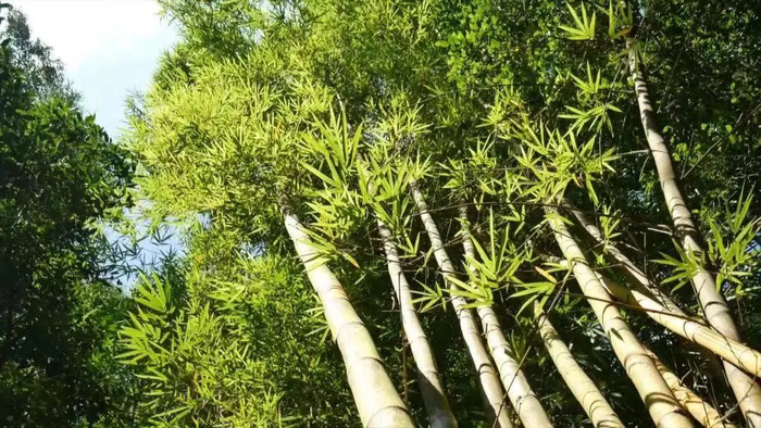 △图源 广宁发布