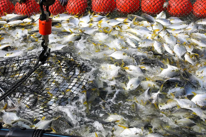 刚打捞上来的金鲳鱼充满活力。