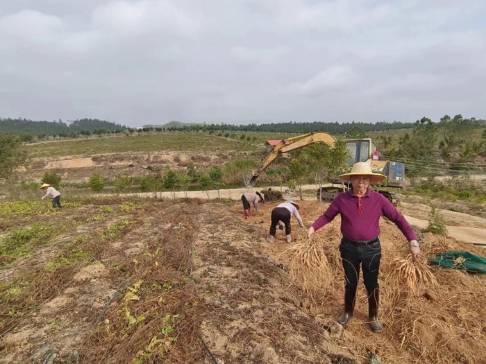 图源：阳西微报