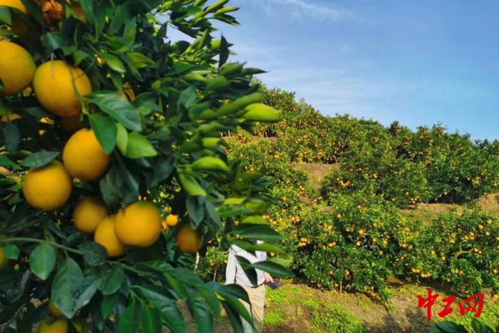 刘斌老家种植的赣南脐橙。刘斌 摄