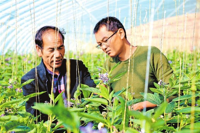     农技人员指导村民打理人参果。