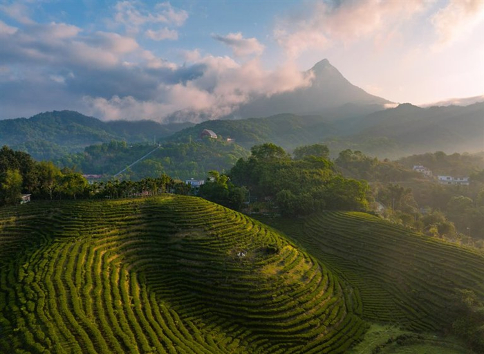 五指山市水满乡的茶园在晨光中风景如画。方山 摄