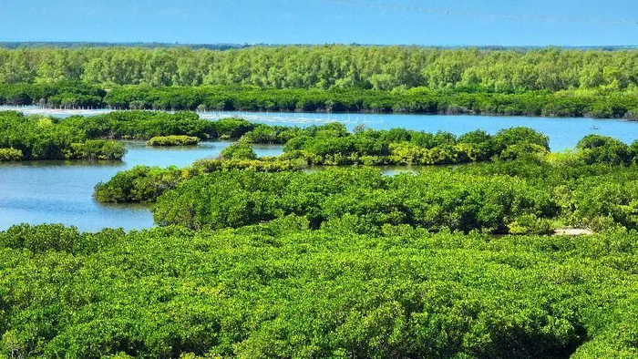 金牛岛红树林。吴东俊 摄