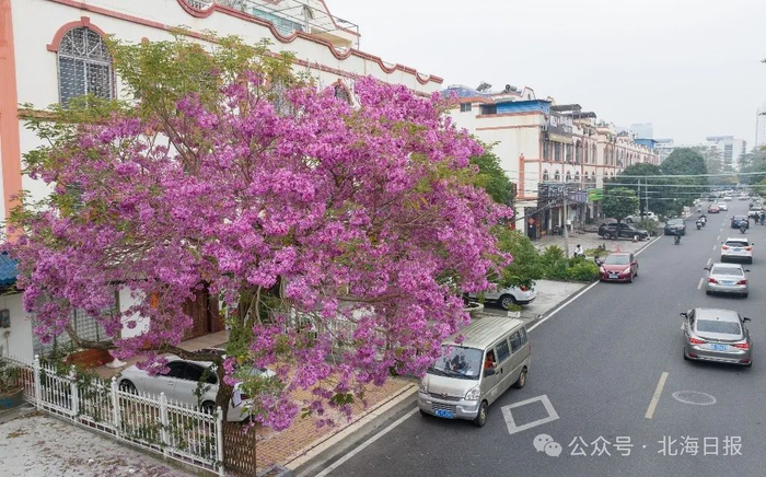 东风路边，一株紫花风铃木惊艳盛开。许振国 摄