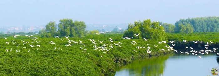 廉江高桥红树林。林广旋 摄
