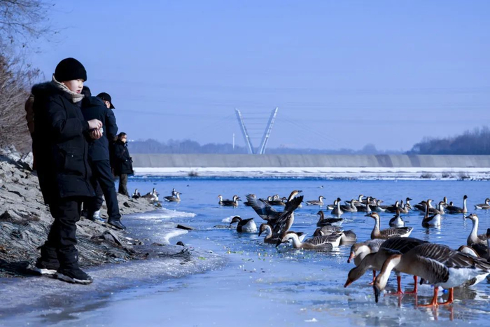 沈阳浑河东陵段水域，候鸟与冰雪为伴 视觉中国 供图