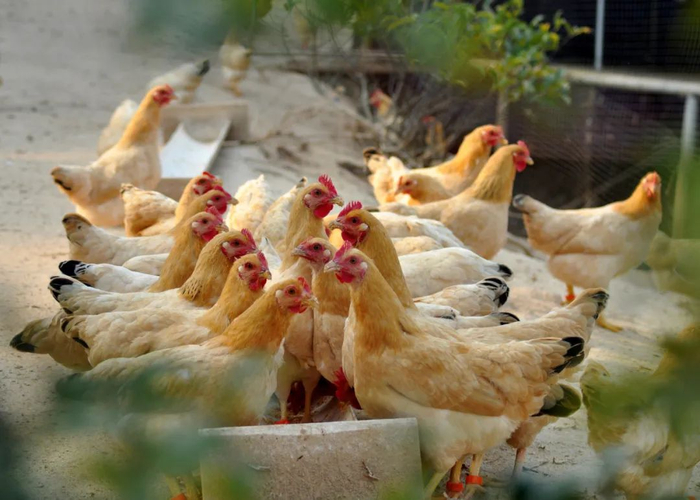 △广东麦林禽业养殖的杏花鸡。企业供图