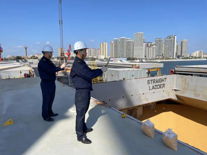 湛江海关关员监管进口玉米。陈彦桦 摄