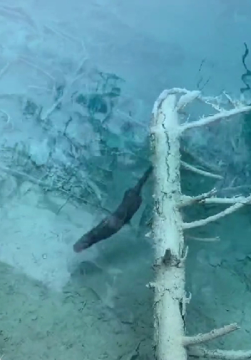 ▲网友在九寨沟拍到欧亚水獭