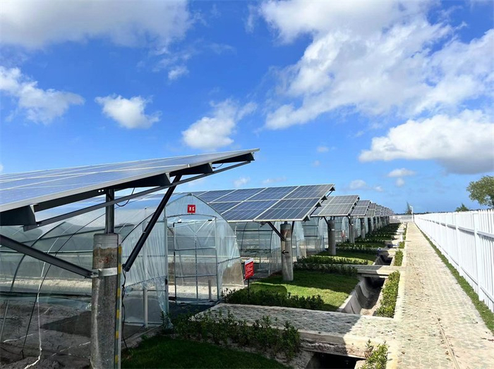 光伏板下的农业大棚(央广网记者 蔡文娟 摄)