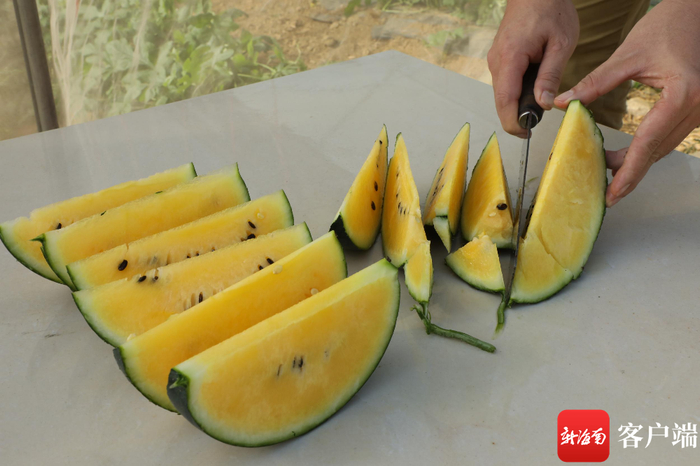 精品西瓜瓜皮薄，瓜瓤清香扑鼻，咬上一口又脆又甜，入口即化。记者 郑光平 摄