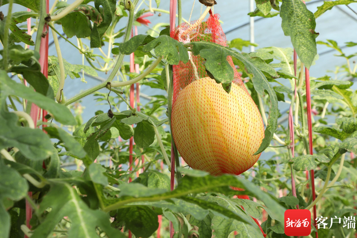 在海南儋州合罗农场的精品西瓜大棚内，有吊着长的“空中西瓜”。记者 郑光平 摄