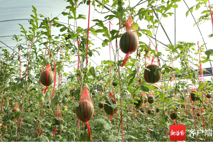 在海南儋州合罗农场的精品西瓜大棚内，有吊着长的“空中西瓜”。记者 郑光平 摄