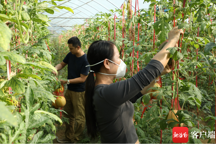 市民游客正在体验采摘西瓜。记者 郑光平 摄