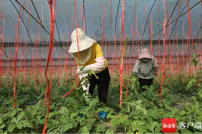 工人给瓜藤系上绳子，让西瓜向上生长。记者 郑光平 摄