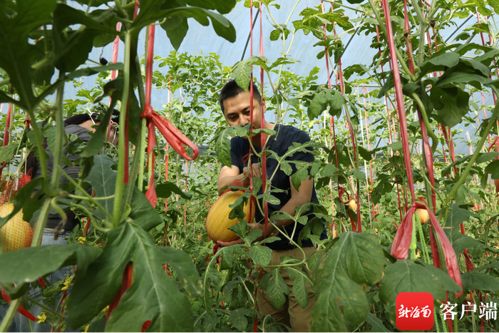 市民游客正在体验采摘西瓜。记者 郑光平 摄