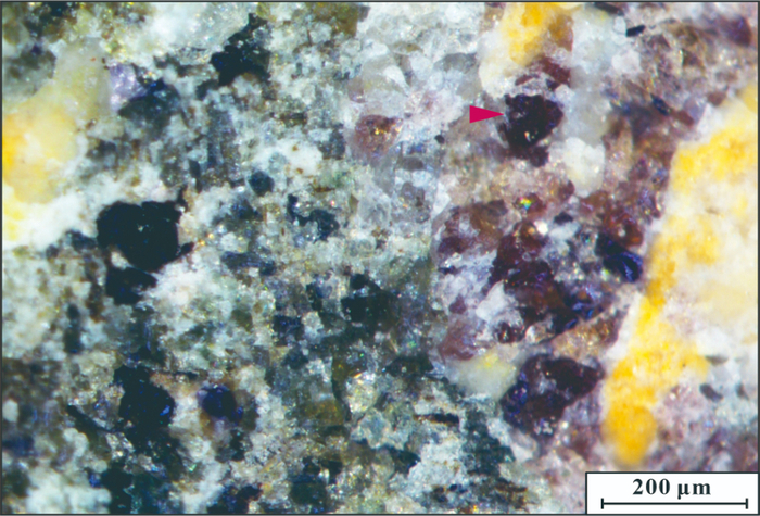 　　倪培石（红棕色，箭头所指）。（受访者供图）