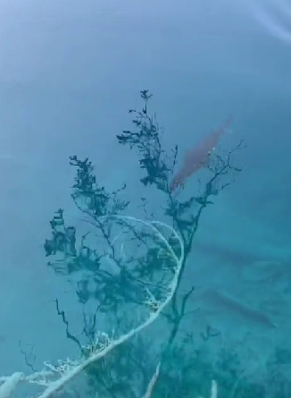 ▲网友在九寨沟拍到欧亚水獭