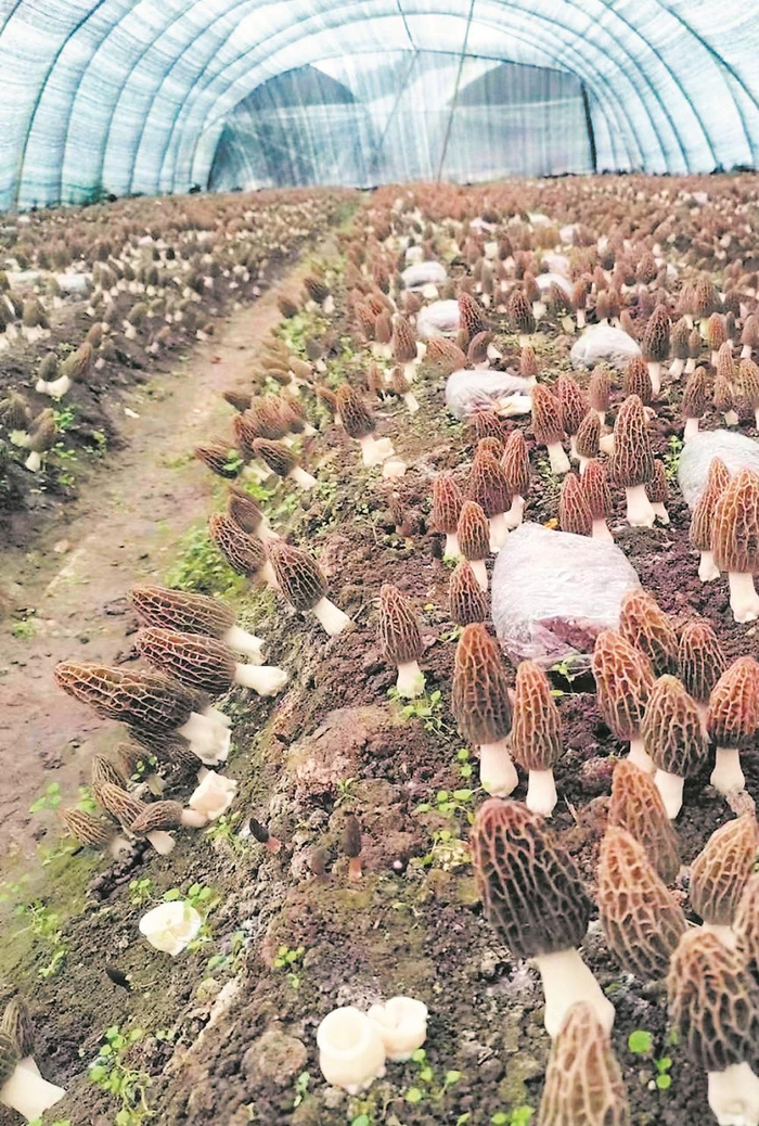 菌棚里成熟的羊肚菌