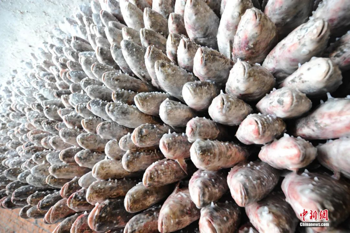 冬捕现场搭设“鱼墙”，寓意丰收。张瑶/摄