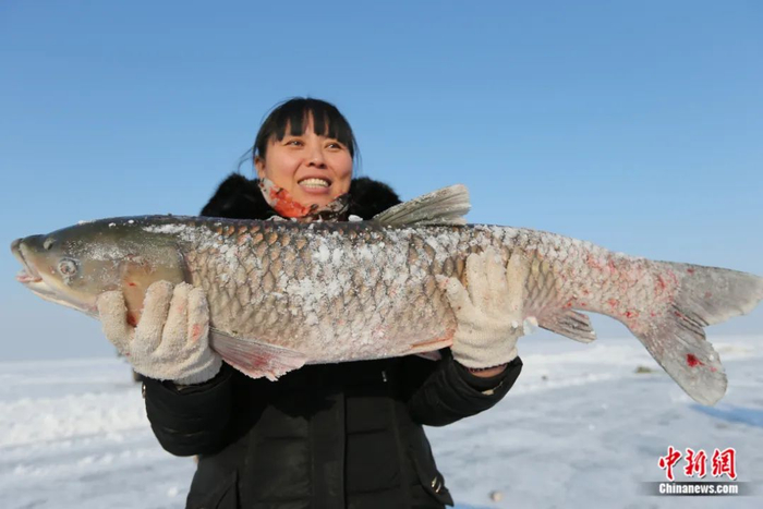 冬捕出鱼重达几十斤。潘晟昱/摄
