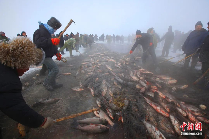 吉林西部镇赉冬捕中“冰湖腾鱼”的热闹场景。潘晟昱/摄