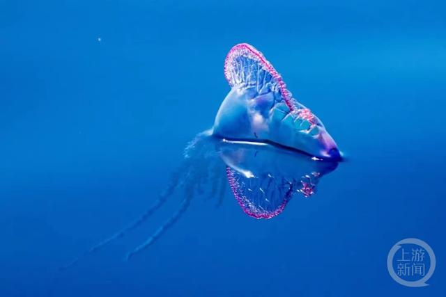 ▲僧帽水母。图源网络