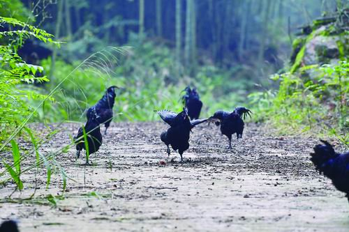 ▲赤水乌骨鸡。