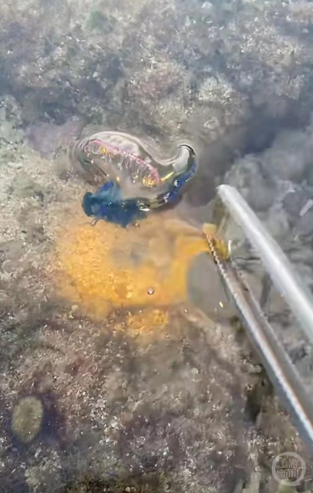 ▲“越哥”拍到的僧帽水母。/受访者供图