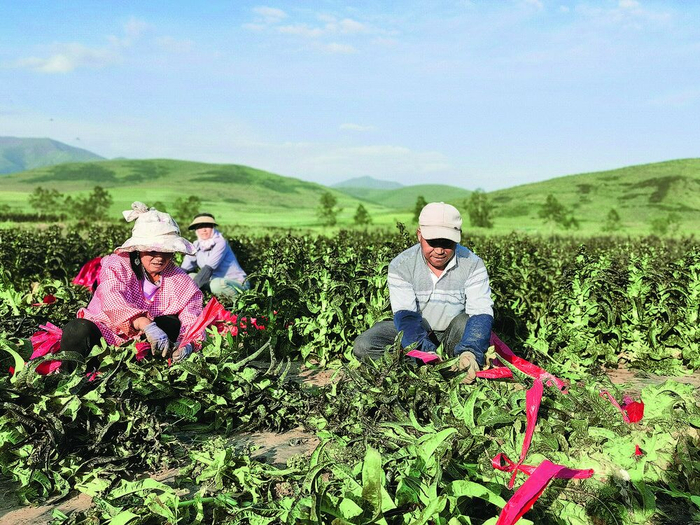 实施化肥农药减量增效行动，老百姓得实惠。互助县蔬菜技术服务中心供图
