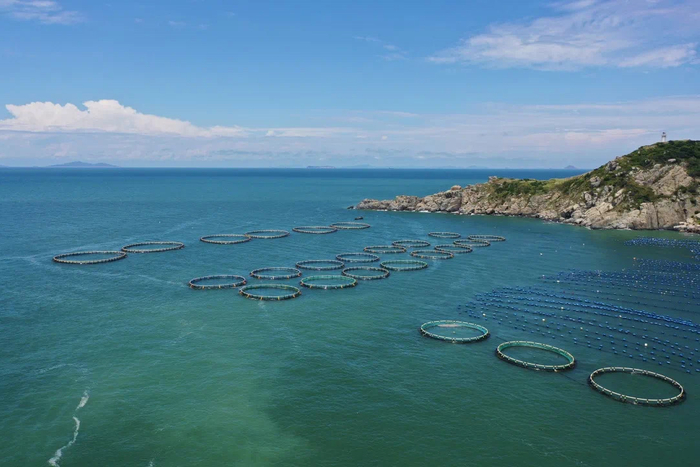 图/一米八大黄鱼养殖基地。