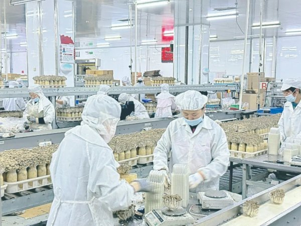 在河北丰科生物科技有限公司包装车间，工人们正在进行采收包装。记者 王宁 摄