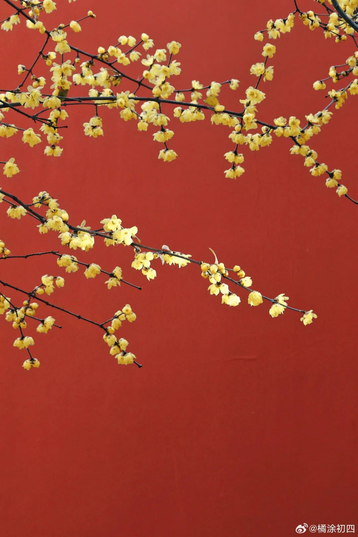 摄影：橘涂初四