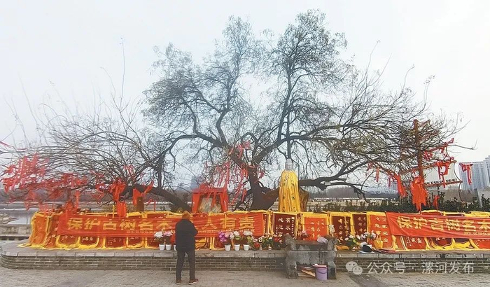 ▲600岁的大槐树。漯河日报全媒体记者 郝河庆 摄