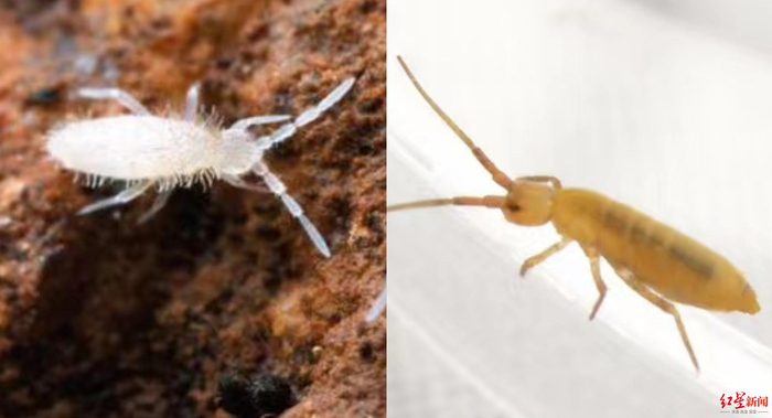 ▲专家分析可能是弹尾目跳虫